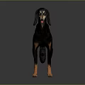 Black And Brown Dog Standing On Gray Background With Reflective Floor 3d model