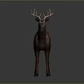 Detailed Realistic Brown Deer Standing With Antlers In 3D Render Studio Background
