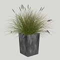 Green Potted Plant With Slender Leaves And Black Spiky Parts In Square Gray Pot