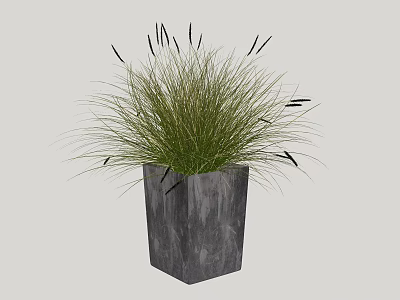 Green Potted Plant With Slender Leaves And Black Spiky Parts In Square Gray Pot 3d model