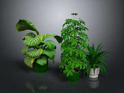 Lush Indoor Potted Plants With Various Green Leaves In Green And White Decorative Pots 3d model