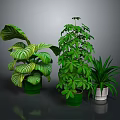 Lush Indoor Potted Plants With Various Green Leaves In Green And White Decorative Pots