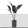 Large Green Leaf Potted Plant In Gray Cylindrical Pot For Indoor Home Decor