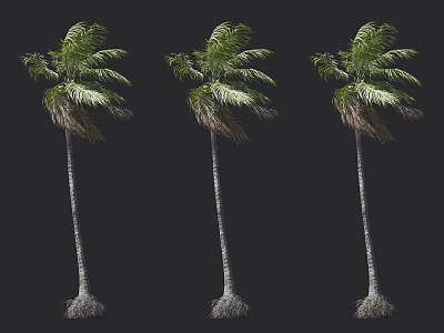 Three Tall Palm Trees With Slender Trunks And Green Swaying Fronds 3d model