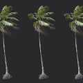 Three Tall Palm Trees With Slender Trunks And Green Swaying Fronds