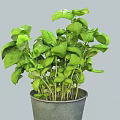 Fresh Green Basil Plant Growing in Gray Metal Pot with Lush Leaves