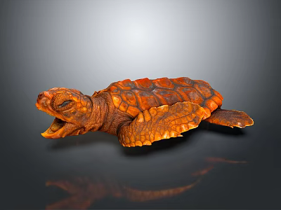 Baby Turtle With Orange Red Shell And Open Mouth On Dark Background 3d model