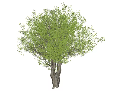 Tree Pit Featuring Lush Green Tree with Twin Trunks and Dense Foliage 3d model