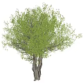 Tree Pit Featuring Lush Green Tree with Twin Trunks and Dense Foliage