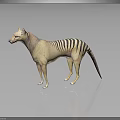 3D Rendered Thylacine Model With Striped Tail Standing On Gray Background With Reflection