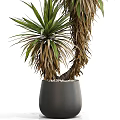 Bonsai Plant With Green And Brown Leaves In Gray Ceramic Pot With Pebbles