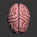 Human Brain Human Brain Brain Structure Head Planer Face Human Head Planer Face Human Brain Planer Face Structure 3d model