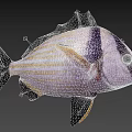 Vibrant Striped Fish With Purple Body Yellow Fins And Black Head On Black Background