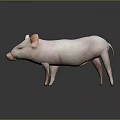 Cute Pink Piglet Standing On Gray Background With Smooth Skin And Adorable Posture