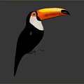 Studio Render of Toucan Bird with Vibrant Orange Beak Black Body and Blue Claws