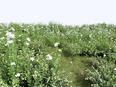 Lush Meadow Filled With Green Plants White Small Flowers Vibrant Herbs Shrubs And Lively Growth 3d model