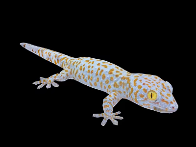 White and Orange Spotted Gecko with Yellow Eyes on Black Background 3d model