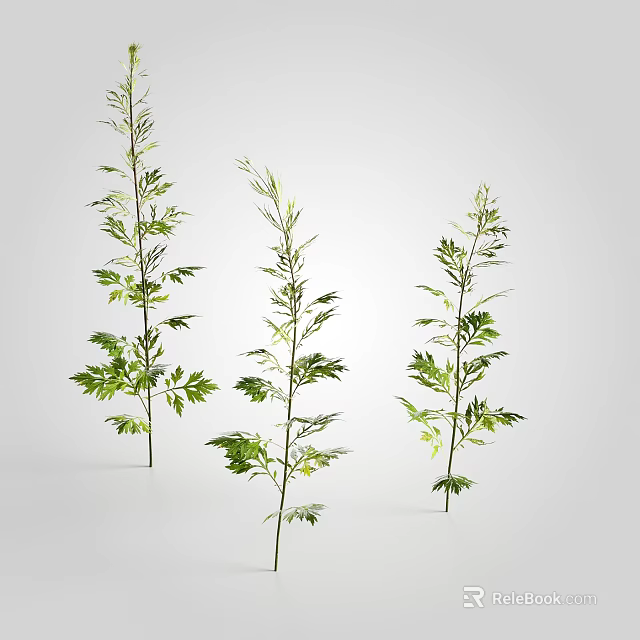 Three Decorative Green Leaf Plants With Long Stems On Light Background 3d model
