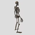 Organ System Human Skeleton Model With Anatomical Structure Educational