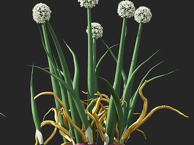 Beautiful White Spherical Flowers With Green Long Stems Yellow Curly Leaves In Decorative Vase Arrangement 3d model