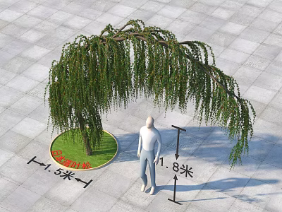 Weeping Willow Tree in Urban Square with Drooping Branches 1.5m Diameter 1.8m Height 3d model