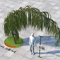 Weeping Willow Tree in Urban Square with Drooping Branches 1.5m Diameter 1.8m Height