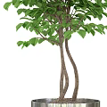 Bonsai Potted Plant With Lush Green Leaves And Twisted Trunk In Metal Pot