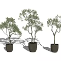 Three Bonsai Potted Plants with Lush Green Foliage in Minimalist Gray Pots