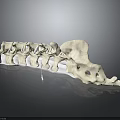 Animal Spine Skeleton Model White Anatomical Structure Curved Vertebrae With Holes On Black Reflective Background