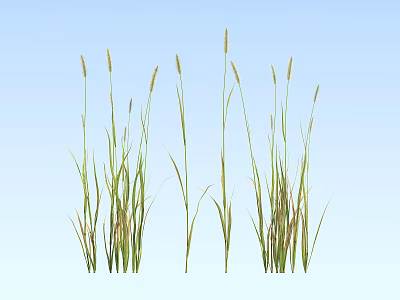 Green Tall Grass Plants Against Blue Sky Background With Natural Fresh Foliage 3d model