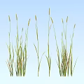 Green Tall Grass Plants Against Blue Sky Background With Natural Fresh Foliage