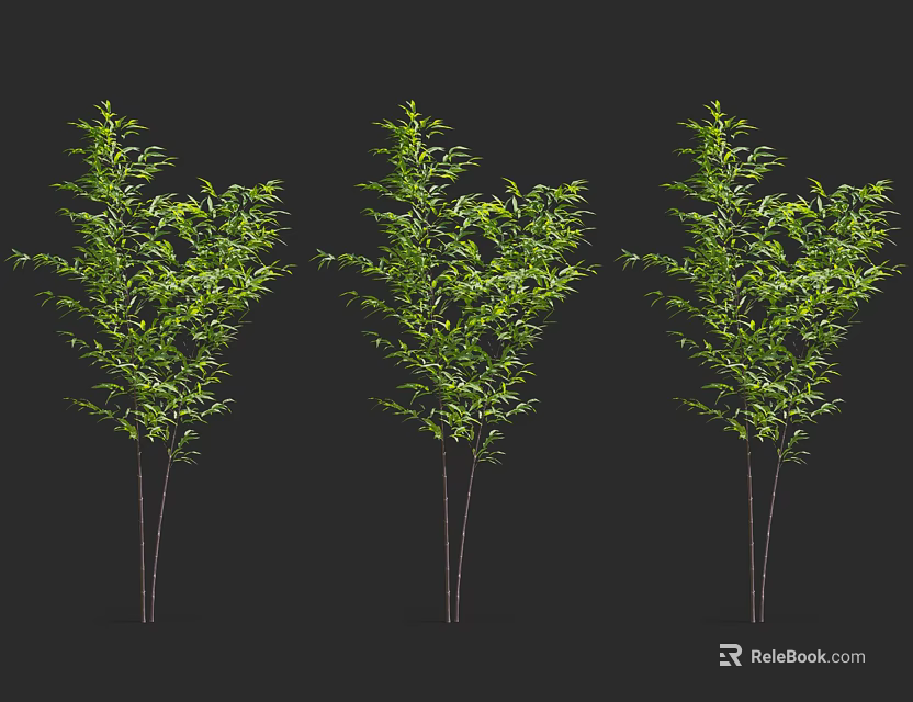 Three Bamboo Plants With Lush Green Leaves And Slender Stems On Black Background 3d model 