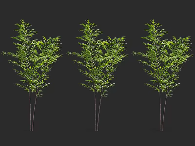 Three Bamboo Plants With Lush Green Leaves And Slender Stems On Black Background 3d model