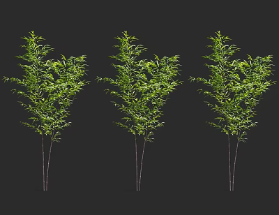 Three Bamboo Plants With Lush Green Leaves And Slender Stems On Black Background 3d model