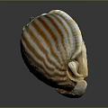Marine Shellfish with Orange and White Striped Shell on Dark Background Surface 3d model
