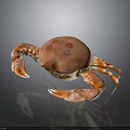 Red Spotted Crab With Vibrant Claws Close Up On Dark Isolated Background 3d model