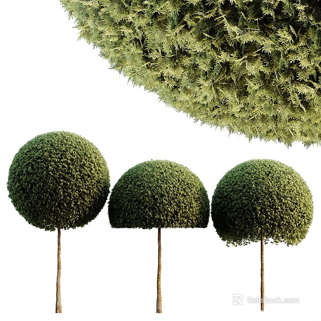 Three Well Trimmed Landscape Trees With Round Green Crowns And Lush Foliage 3d model 