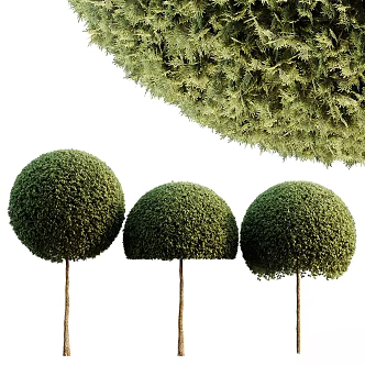 Plants 3d model