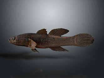 Catfish Carp Sturgeon Bass Freshwater Fish Various Carp Grass Carp Crucian Carp 3d model