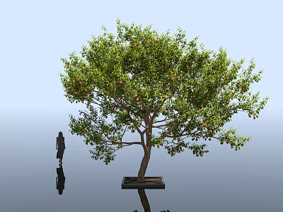 Lush Arbor With Red Fruits Square Base Human Silhouette And Reflection On Black Ground 3d model