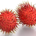 rambutan fruit food 3d model