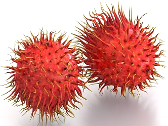 rambutan fruit food 3d model