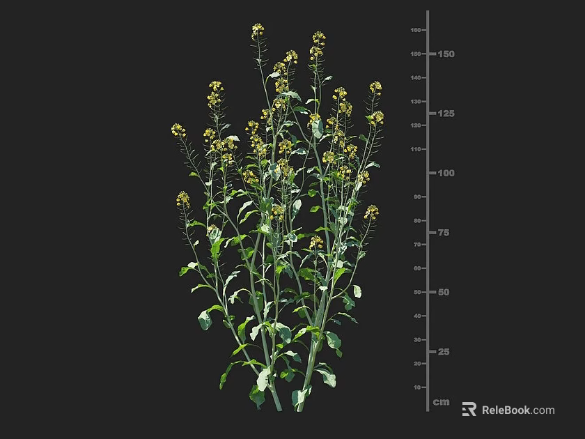 Rapeseed Crop Plant Showing Green Stems Leaves Yellow Flowers And Height Measurement Scale 3d model 