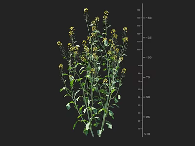 Rapeseed Crop Plant Showing Green Stems Leaves Yellow Flowers And Height Measurement Scale 3d model