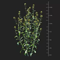 Rapeseed Crop Plant Showing Green Stems Leaves Yellow Flowers And Height Measurement Scale