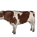 Brown And White Cow With Horns Standing Isolated On White Background