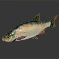Colorful Freshwater Fish With Green Silver Scales Red Fins And Yellow Eyes