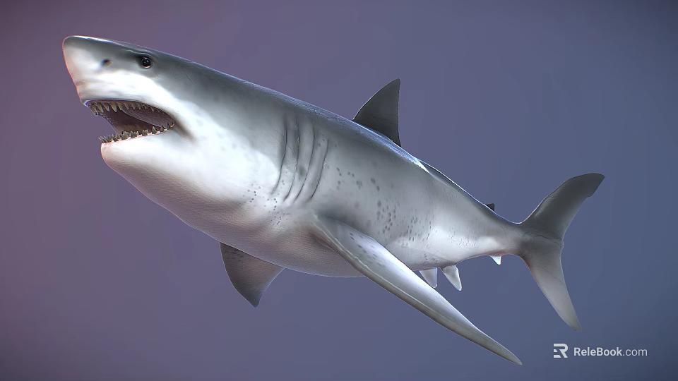 Realistic Shark 3D Model With Open Mouth Sharp Teeth And Gray Body 3d model 