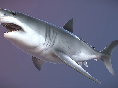 Realistic Shark 3D Model With Open Mouth Sharp Teeth And Gray Body 3d model