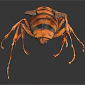 Flying Animal Wasp With Orange and Black Striped Body Wings and Legs